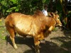 Sahiwal cross ox